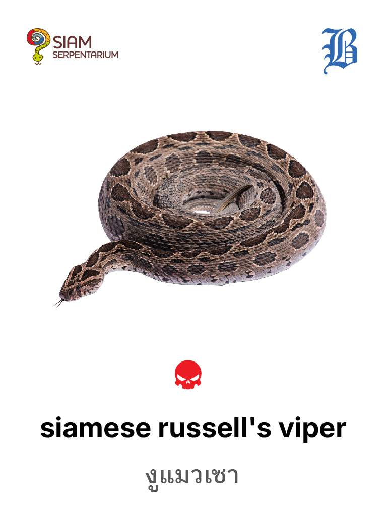 Siamese Russell's Viper