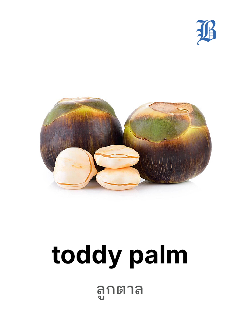 toddy palm