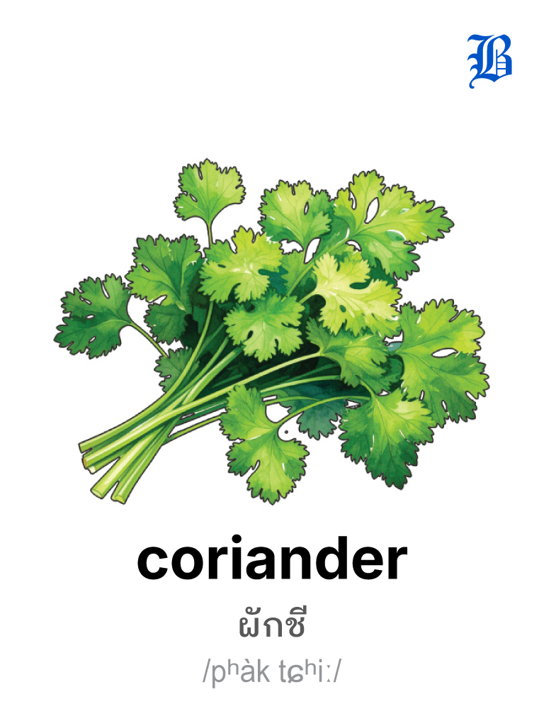coriander