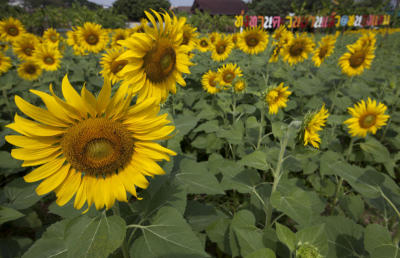 ทุ่งทานตะวัน