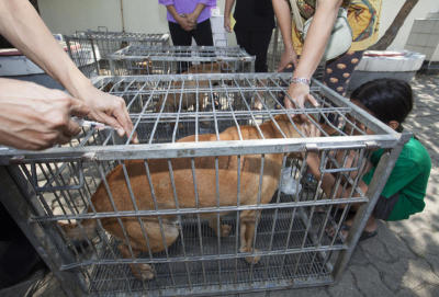 City governor voices alarm over rabies surge