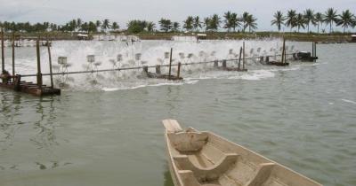 shrimp farming