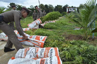 Cannabis / ตำรวจโคราช บุกจับผู้ลักลอบปลูกต้นกัญชากว่า 1 ไร่ ที่วังน้ำเขียว อ้างมีนายทุนจาก กทม.เป็นเจ้าของ
