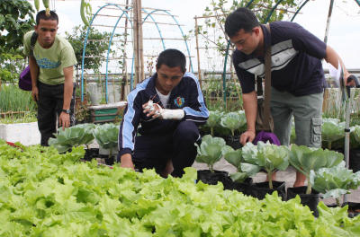 rooftop vegetable farmimg