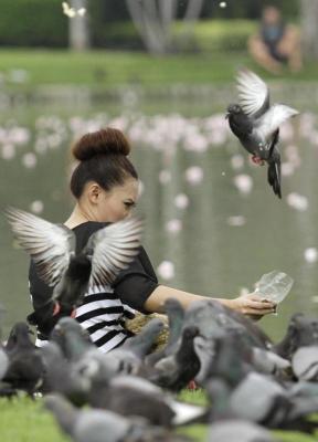 pigeons-Chatuchak Park