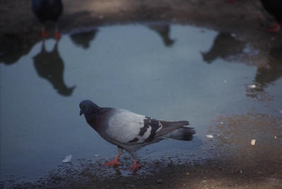 pigeon-homing