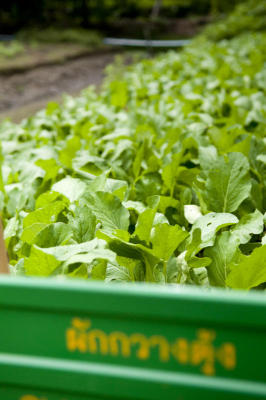 Sampran Organic city