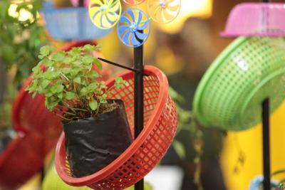pot plant