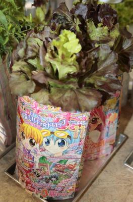 pot plant