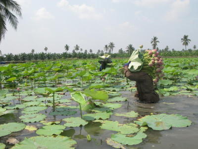 Land of the lotus-growers