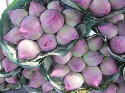 Land of the lotus-growers