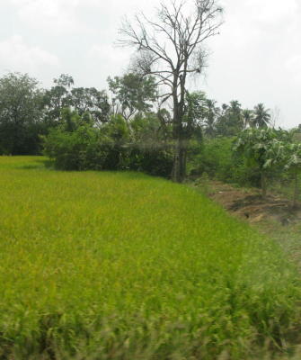 Land of the lotus-growers