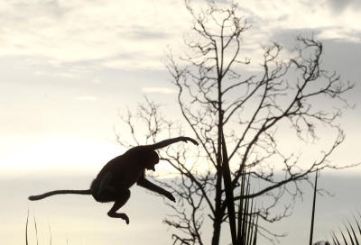 NO TIME FOR MONKEYING AROUND