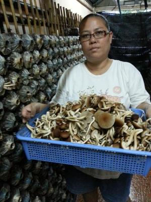MUSHROOM KINGDOM