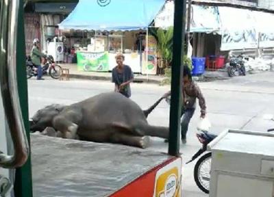 ซ้อมลูกช้าง