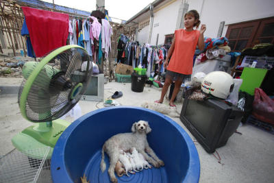 Pups pulled from the ashes