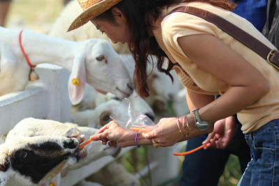ฟาร์มแกะ Swiss Sheep Farm