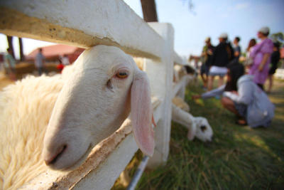Swiss Sheep Farm ชะอำ