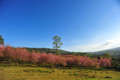Pink is the new green