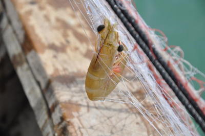 Phangnga's catch of the day