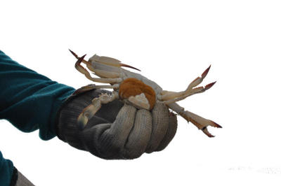 Phangnga's catch of the day
