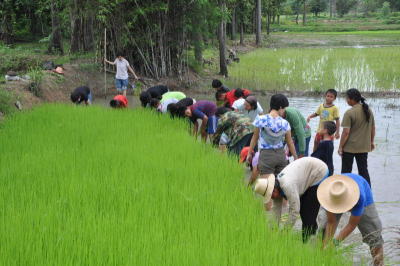A new kind of rice-pledging