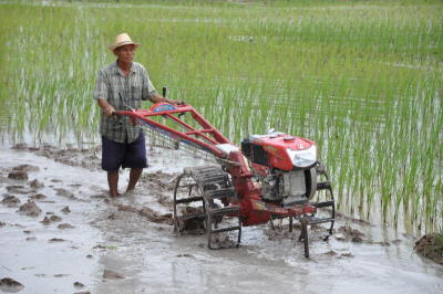 A new kind of rice-pledging