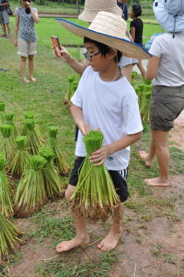 A new kind of rice-pledging