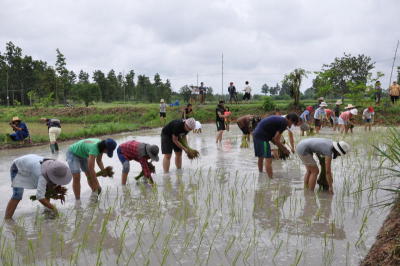 A new kind of rice-pledging
