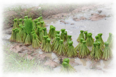 A new kind of rice-pledging
