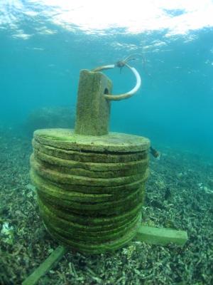 ปกป้องแนวปะการังเกาะเต่า ด้วย 'ทุ่นจอดเรือถาวร'