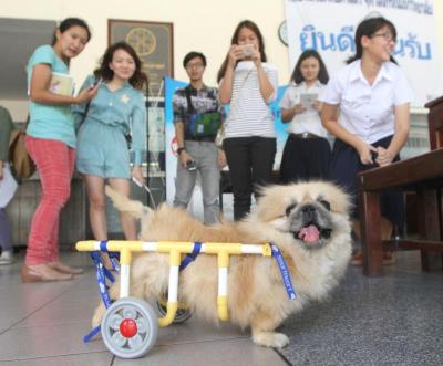 โครงการ Wheelchair for Pets "เพราะมีน้ำใจ จึงมีชีวิต" การทำวีลแชร์สำหรับสุนัขและแมวพิการหรือมีความผิดปกติ ที่ตึก 60 ปี คณะสัตวแพทย์ศาสตร์ จุฬาลงกรณ์มหาวิทยาลัย