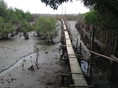 Shoreline erosion in Samut Sakhon