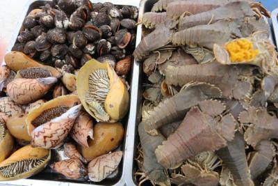 FISH INDUSTRY