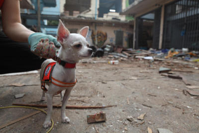 Sniffing out survivors