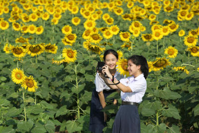 ทุ่งดอกทานตะวัน @ ลาดพร้าว