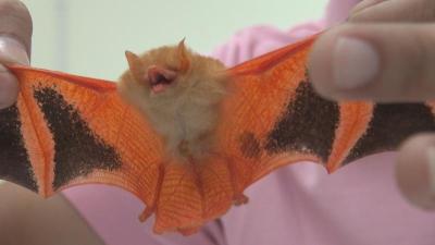 Back to the bat cave