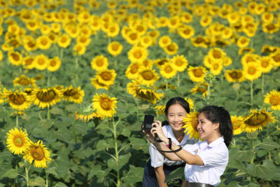 Sunflower smiles