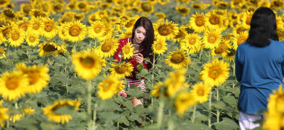 ทุ่งดอกทานตะวัน @ ลาดพร้าว