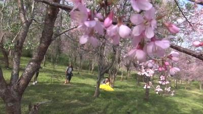 ทุ่งดอกซากุระเมืองไทย บนภูลมโล ที่อุทยานแห่งชาติภูหินร่องกล้า จ.พิษณุโลก