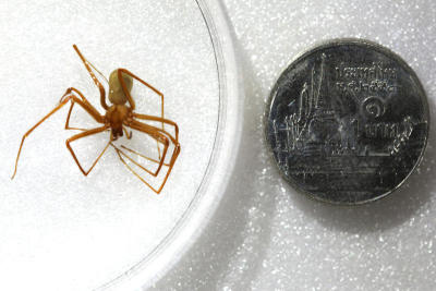 Chula student discovers deadly recluse spiders in Kanchanaburi
