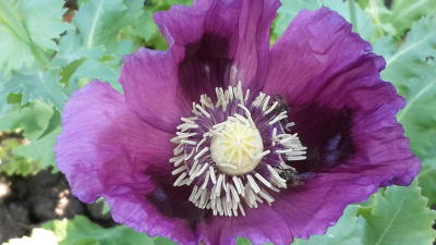 Country prepares for new poppy war