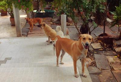 Pic-A-Pet