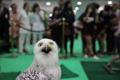 A BIT OF A HOOT