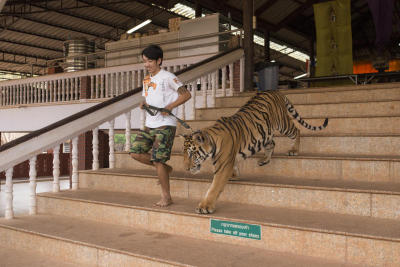 Cry of the tiger
