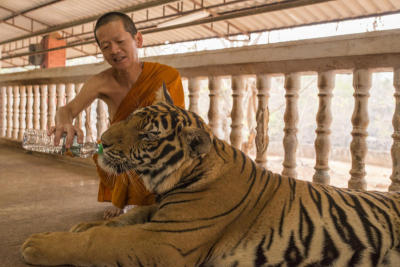 Cry of the tiger