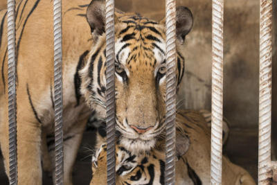 Cry of the tiger