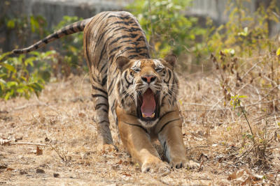 Cry of the tiger