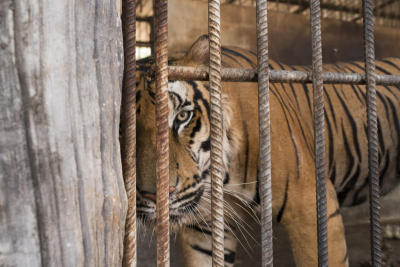 CATS IN CAPTIVITY