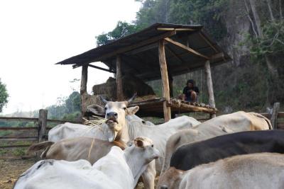 บ้านเมืองแพม อ. ปางมะผ้า จ. แม่ฮ่องสอน